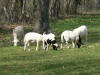 lambs spring06